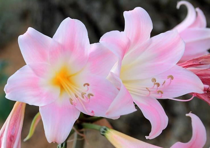 Amaryllis Belladonna Belladonna Lily